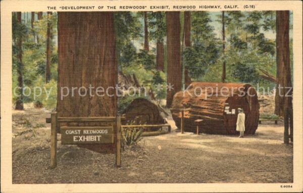 Baeume Trees Development Redwood Exhibit
