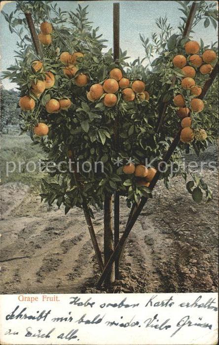 Baeume Trees Grapefruit