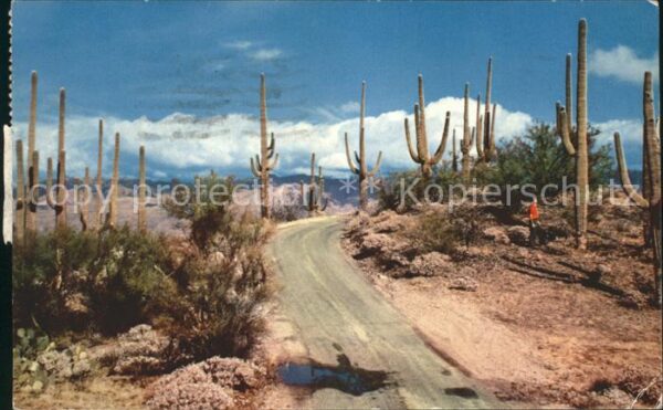 Kakteen Road in Saguaro Forest Arizona