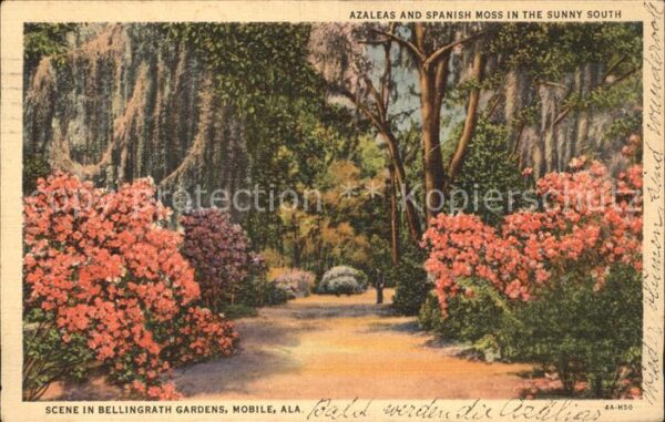 Blumen Bäume Azaleas Spanish Moss Bellingrath