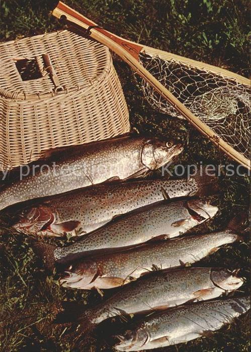 Fische Fang Korb Netz