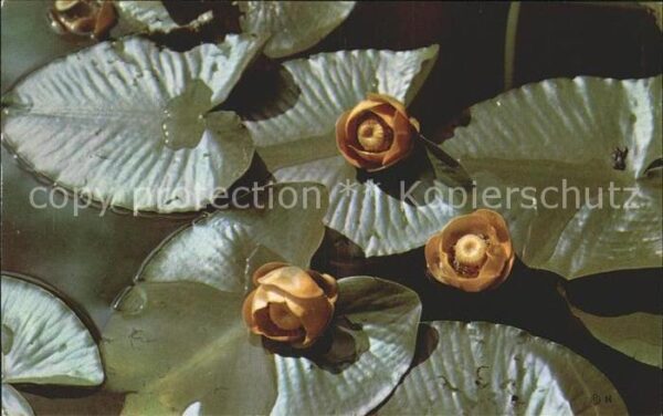 Blumen Pond Lillies Isa Lake Yellowstone Natio
