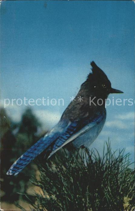 Voegel Steller Jay Bluejay Yosemite National P