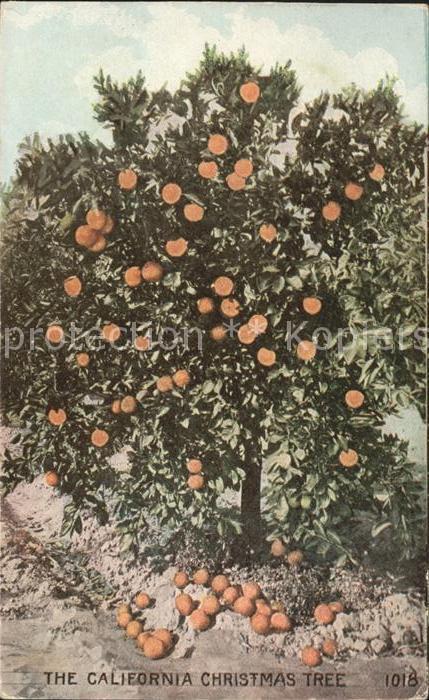 Orangen Oranges Baum California