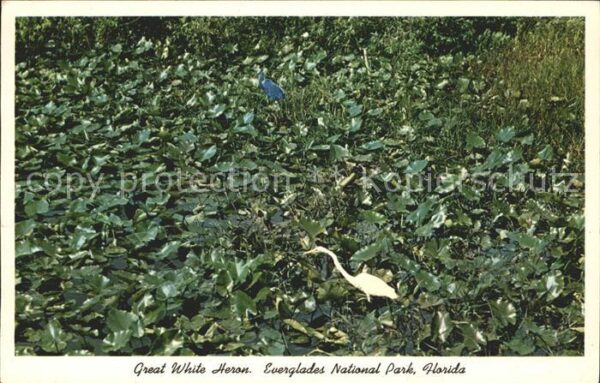 Voegel Reiher White Heron Everglades National