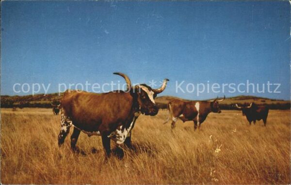 Stiere Lonhorn Steers