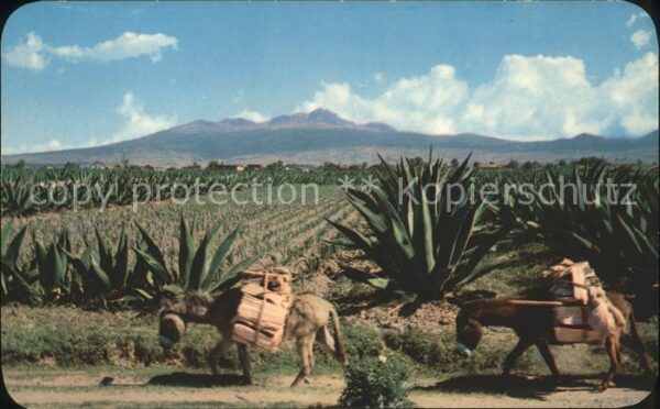 Esel Tiere Pflanzen Burros maguey Nevado de Toluca