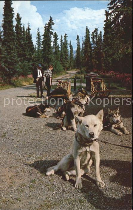 Hunde Huskys Schlitten Mt. McKinley National