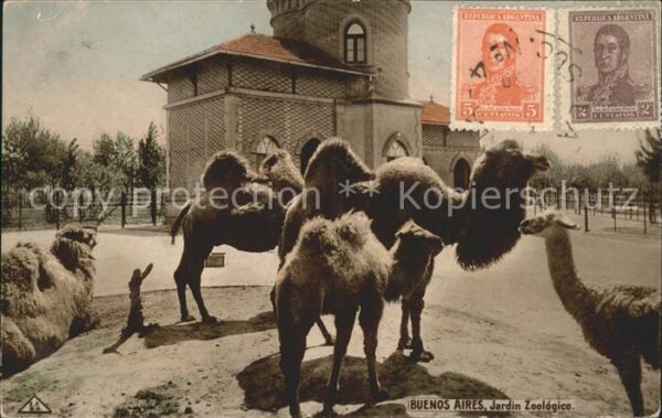Kamel  Camel Chameau Buenos Aires Jardin Zoologica