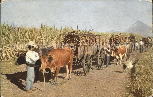 Landwirtschaft Ochsenkarren Guatemala Hacienda Chitalo