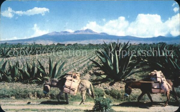 Esel Tiere Burros Magueyes Nevado de Toluca