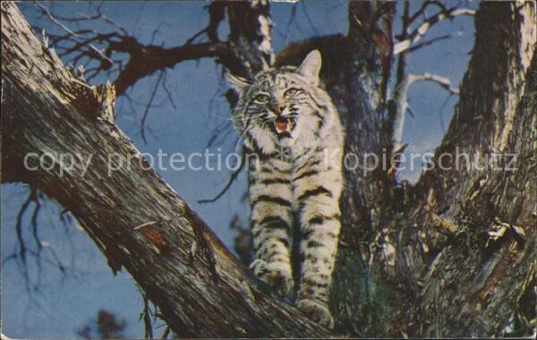 Katzen Wildcat Kitimat