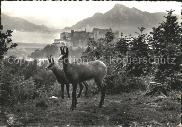 Gemse Kapuzinerberg Salzburg