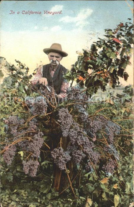Landwirtschaft Weinberg Vineyard California