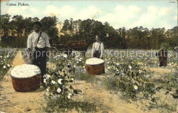 Cotton Pickers Baumwollpfluecker Atlanta Pferd
