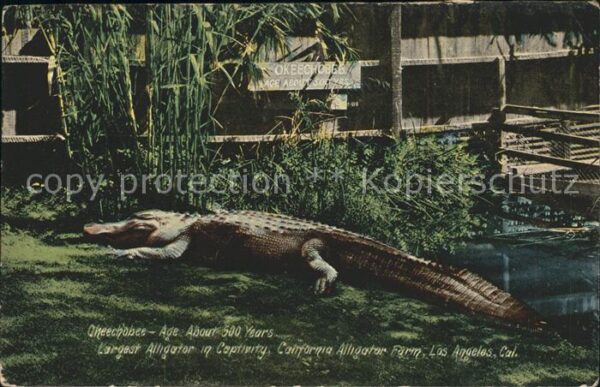 Tiere Alligator Capfivity Okeechobee Californ