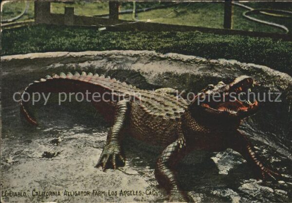 Krokodile El Diablo California Alligator Farm Los