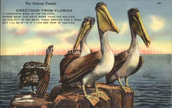 Voegel Pelikane Pelican Family Florida
