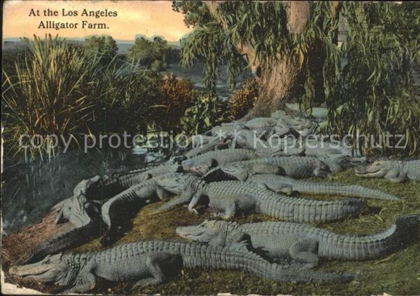 Krokodile Los Angeles Alligator Farm