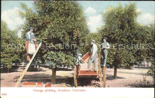 Orangen Oranges Orange picking Southern California