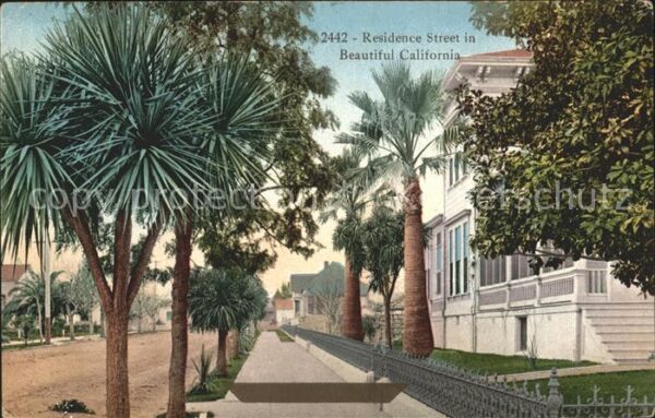 San Francisco California Residence Street Palm Trees