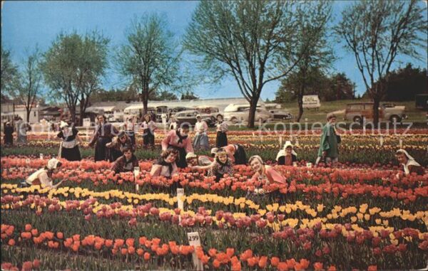 Holland Michigan Tulip Farm