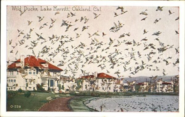 Oakland California Wild Ducks Lake Merritt