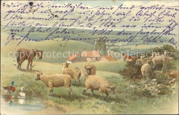 Schafe Schafherde Pferd Enten Kühe