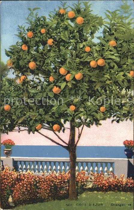Orangen Oranges Baum Cote d_Azur