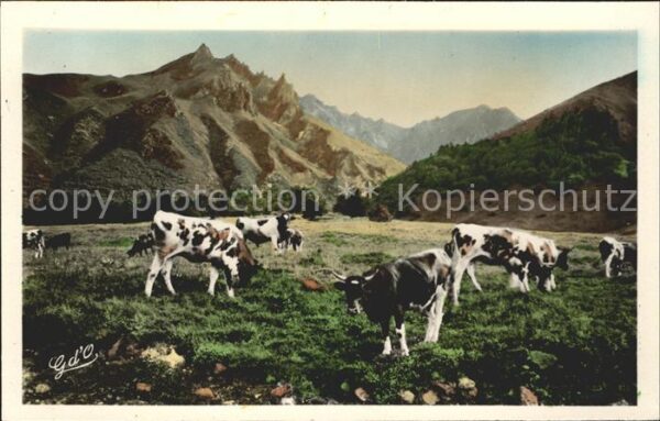 Kuehe Auvergne Vallee d_Enfer Sancy