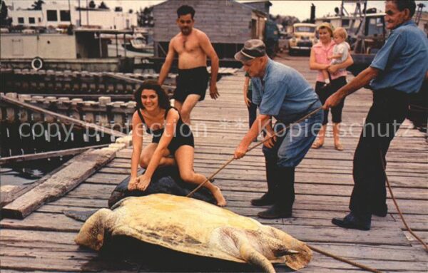Schildkroeten Turtle Crawls Key West Florida