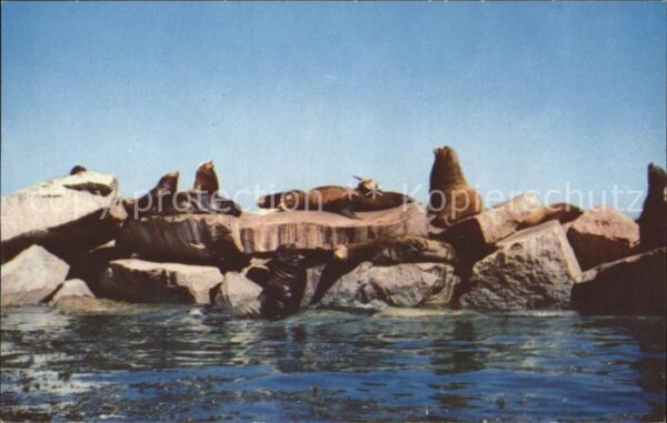 Seehunde Robben Seals Monterey's Harbor California