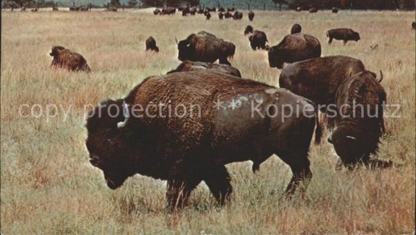 Bueffel Buffalo Black Hills South Dakota