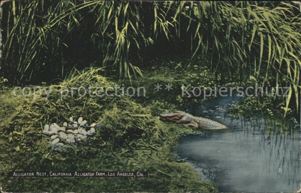Krokodile Alligator Nest California Alligator Far