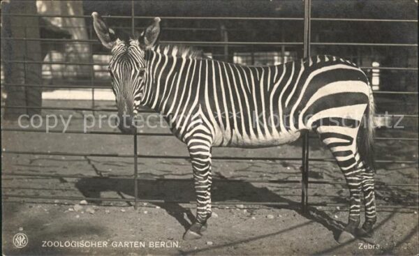 Zebra Zoo Berlin