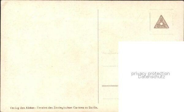 Zebra Zoo Berlin – Bild 2