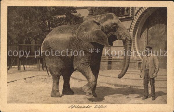Elefant Afrikanischer Elefant