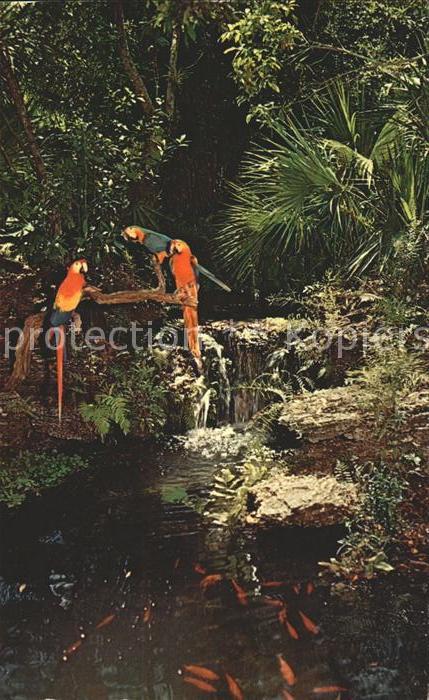 Papagei Fische Fishing Hole Waterfall Miami Par