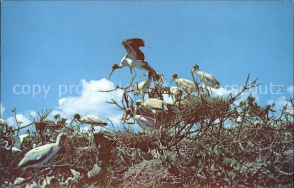 Voegel Bird Rookery Everglades National Park F