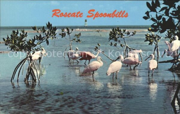 Voegel Rosalöffler Roseate Spoonbills Everglad