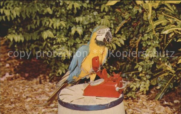 Papagei Zena Telefon Miami Parrot Jungle