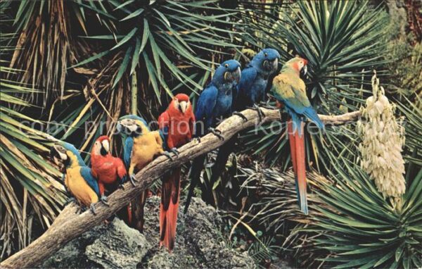 Papagei Macaws Miami Parrot Jungle