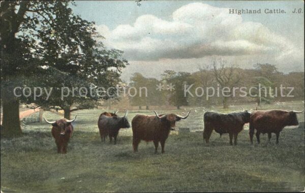 Bueffel Highland Cattle
