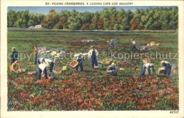 Ernte Landwirtschaft Picking Cranberries Moosbeeren