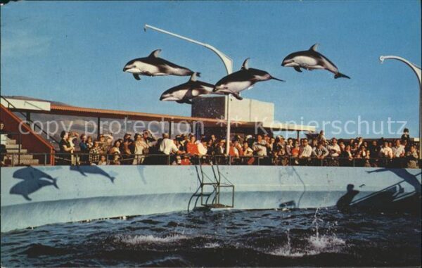 Delfine Delphine Dolphins Dauphins Delfi Marineland of the Pacific