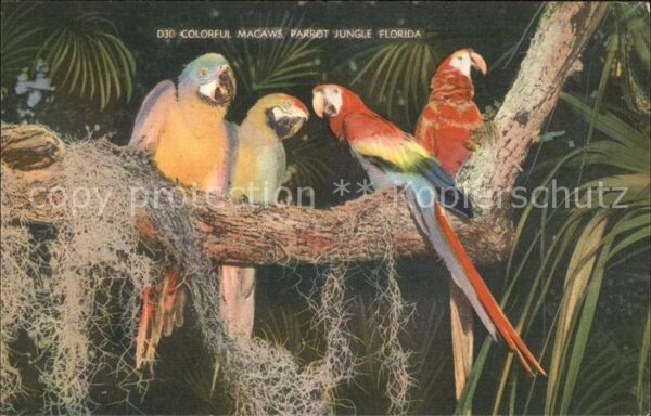 Papagei Macaws Parrot Jungle Florida