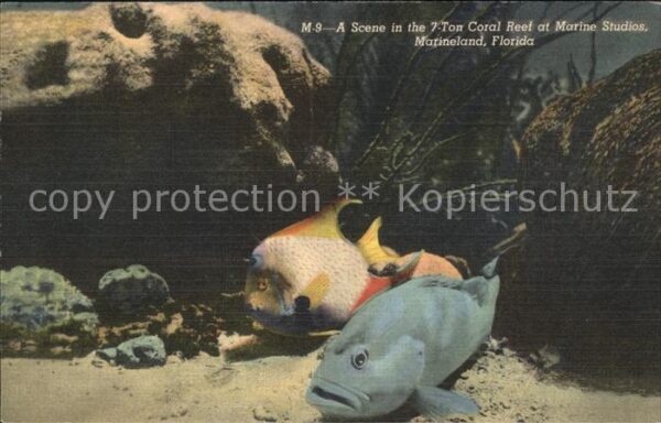 Fische Grouper Queen Angel Coral Reef Marine S