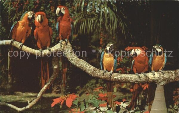 Papagei Parrot Jungle Florida