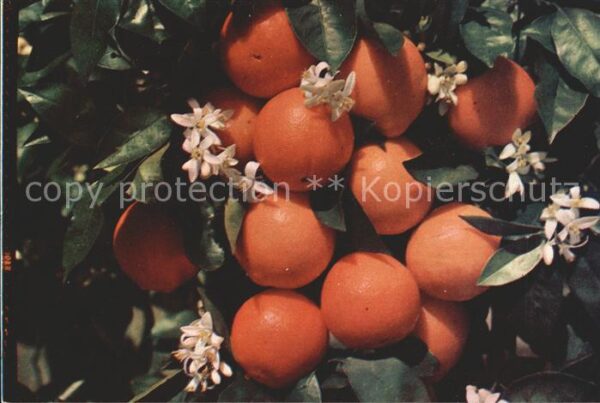 Orangen Oranges