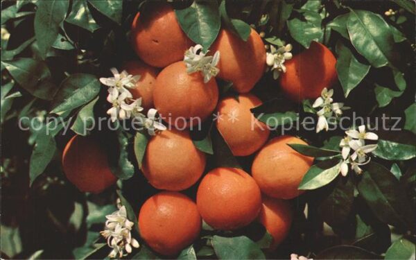 Orangen Oranges Florida